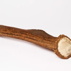 Bois de Cerf entier Taille XL 🦌 pour chiens - Weltcroc Evident