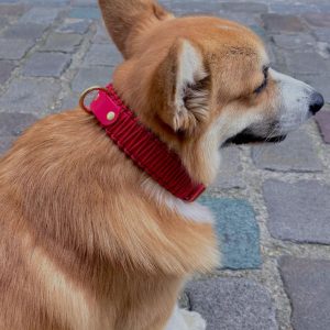 Collier chien - biothane - laiton - paracorde - PLI PARIS