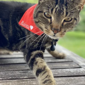 Foulard bandana Féria chien chat - EMAN La Griffe Basque