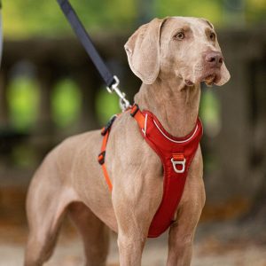 Harnais MOMENTUM pour chiens 🐶 KYFLIE