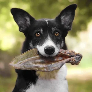 Oreilles de Bœuf - Canigourmand